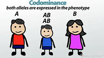 Codominance refers to the expression of polymorphic alleles resulting in a new phenotype. Codomiance In Genetics Refers To: / Complex Inheritance ...