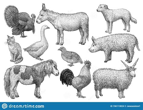 Farm Animal Collection Illustration Drawing Engraving
