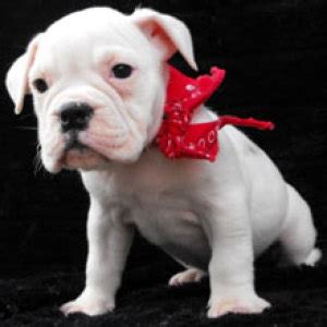 This breed is friendly, affectionate and adaptable. Victorian Bulldog Puppies for Sale | PuppySpot
