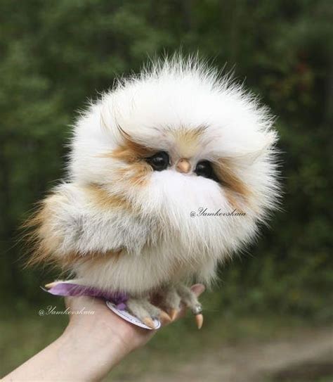 16 Adorable And Ultra Fluffy Animals Will Melt Your Heart Cute Little