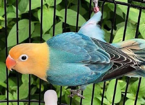 Jenis Burung Lovebird Dengan Warna Yang Sangat Indah Bukareview