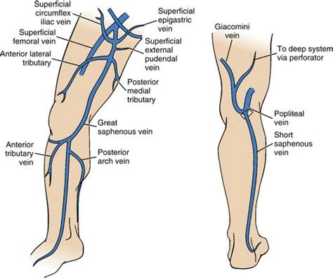 See pictures of vein and artery problems and learn about the causes and symptoms of conditions like coronary artery disease, peripheral artery disease (pad), varicose veins, and more from this. Lower extremity veins | Medical anatomy, Human body ...