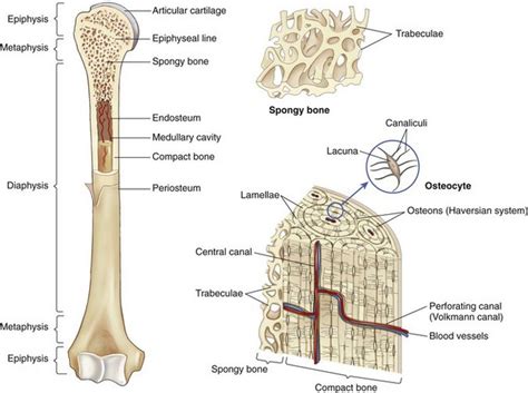 Cortical Vs Cancellous Bone