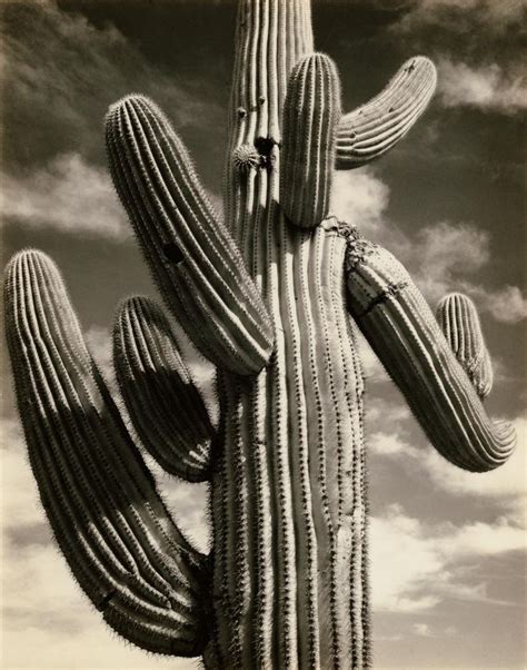 View of cactus and surrounding area saguaros, saguaro national monument, arizona. 1944 Near Phoenix, Arizona [saguaro cactus with multiple ...