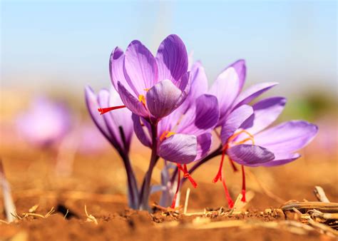Saffron: The World’s Favorite Flower – Ayush Herbs B2B