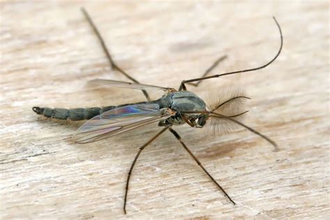 Explore a wide range of the best fly midge on aliexpress to find one besides good quality brands, you'll also find plenty of discounts when you shop for fly midge. All You Need to Know About Midge Bugs in Cleveland