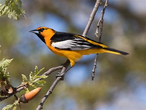 15 Types Of Orange Breasted Birds Species Guide Birdwatching Tips