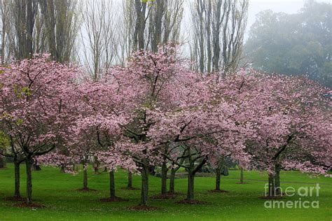 Cherry Blossom Grove Photograph By Gee Lyon Pixels