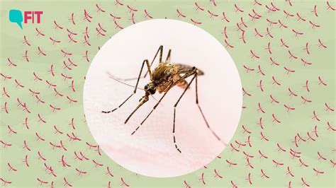 Zika Virus Case In Karnataka All You Need To Know