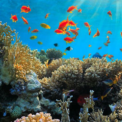 Korallenriffe existieren seit über 225 millionen jahren und gehören damit zu den ältesten bekannten ökosystemen der welt. Forscher geben Korallenriffe noch nicht verloren