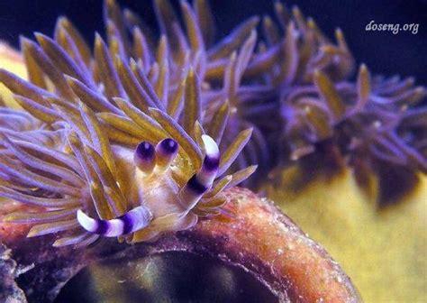 20 Most Unusual Sea Creatures 20 Photos Page 1