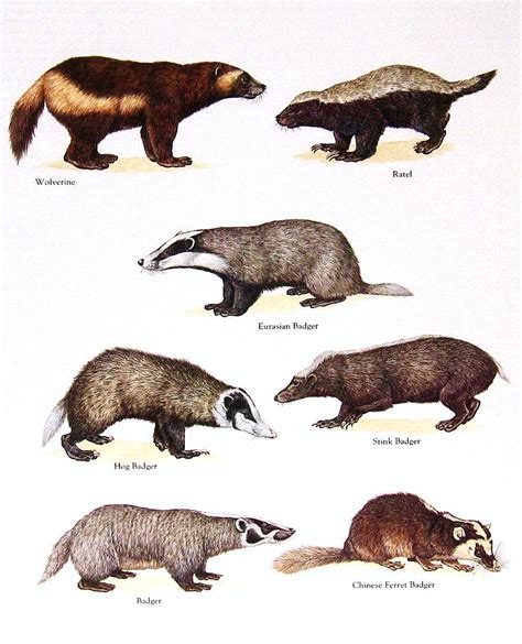 Badger Chart Wolverine Animal Prehistoric Animals