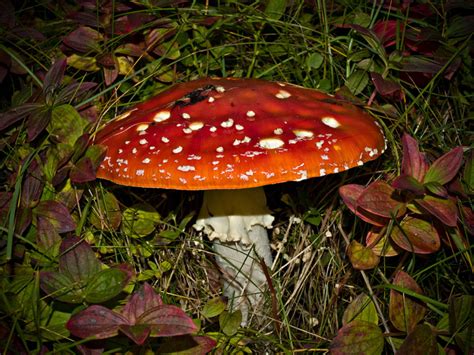 Picture Of Fly Agaric Amanita Muscaria Fungus Memory From The Fall