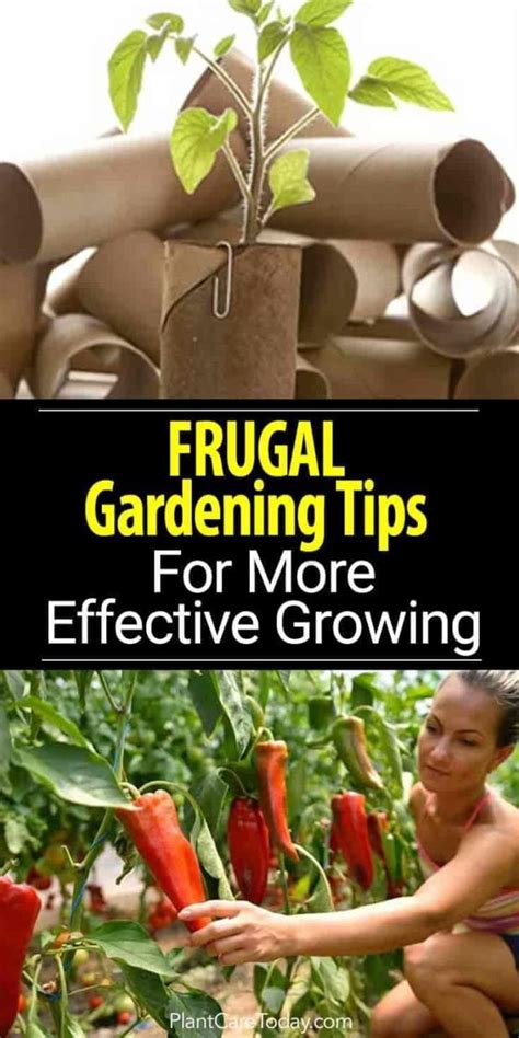 10 Frugal Gardening Tricks For More Effective Growing Home Vegetable