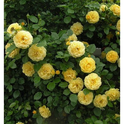 Bibit difoto dari berbagai sisi (minimal 4 foto) dan chat ke kami maximal 2 hari setelah penerimaan bibit. Paling Populer 27+ Gambar Tanaman Bunga Mawar Kuning - Gambar Bunga Indah