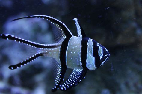 Breeding The Banggai Cardinalfish Saltwater Fish Tanks Saltwater
