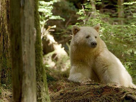 The Great Bear Rainforest Is Safe