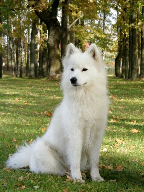 samoyed-breed-information-and-photos-thriftyfun