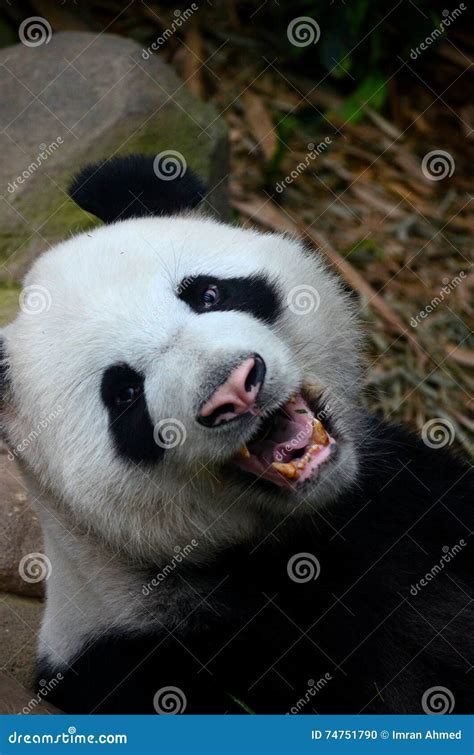 Panda Bear Growls And Shows Teeth While Looking At Camera Stock Photo