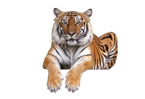 Tiger Sit On Isolated Background Photograph By Anek Suwannaphoom Fine