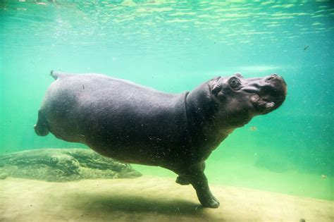 Discover How Long A Hippo Can Stay Underwater A Z Animals