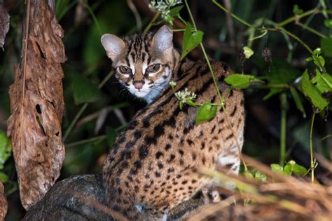 Borneo Is Home Of Some Of The Worlds Most Elusive Cats Here They Are