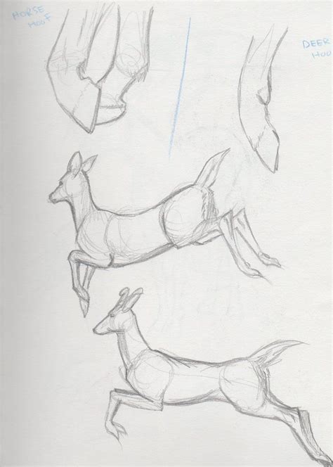Deer Reference 3 Animal Sketches Animal Drawings Drawing Sketches