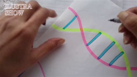 Como Dibujar La Estructura Del Adn Muy Simple Dibujo Del Adn Adn
