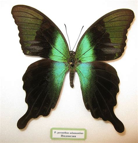 Papilio Peranthus Wikiwand Lépidoptère