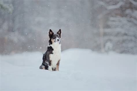Premium Photo Border Collie Dog In Snow