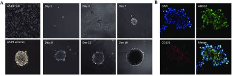 Phase Images Of Sphere Forming Assay In A549 Cells A Growth Of A