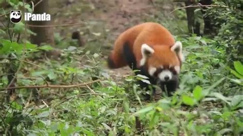 Cute Alert Fuzzy Wuzzy Red Pandas Caught On Camera Youtube