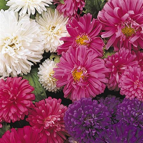 Aster Pot N Patio Flower Seed Mix 1000 Seeds Annual Garden Bloom