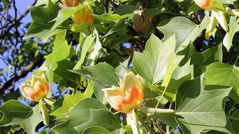 North American Ornamental Tulip Tree Discussed Britannica
