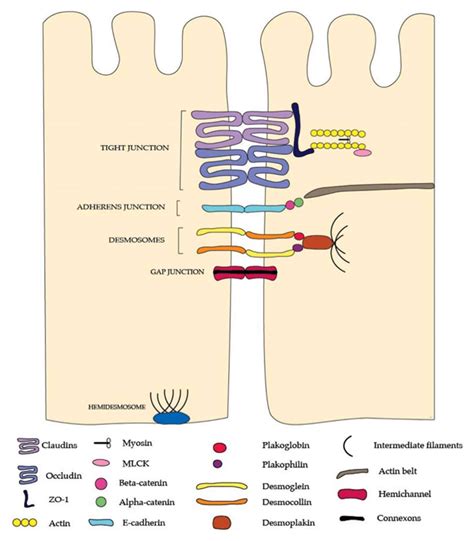 The Junctional Complexes Of The Intestinal Barrier Tight Junctions Are