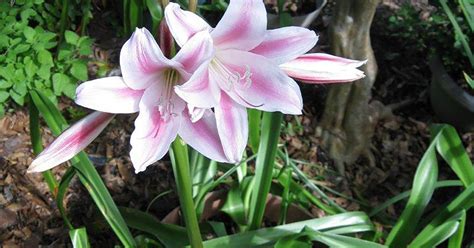 Lilies Of The Field Crinum An Overlooked But Hardy Bloom