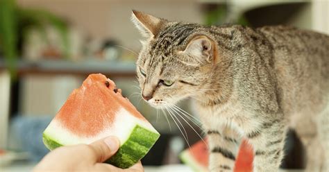 Can Cats Eat Watermelon Benefits And Safety — Pumpkin®
