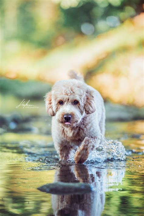 Pin by Dog Breeds on Labradoodle in 2020 | Animal ...