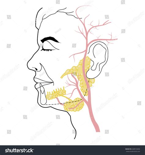 The Salivary Glands And The Blood Vessels Of The Neck And Face Created
