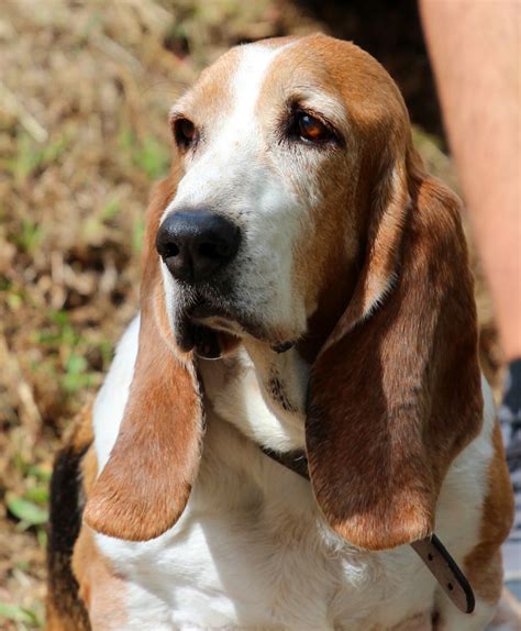 Moncho My 13 Year Old Basset Hound Rescued 11 Years Ago
