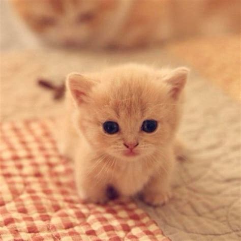 Pin By Catworlde On Baby Animals 3 Cute Baby Cats Cute Cats Kittens