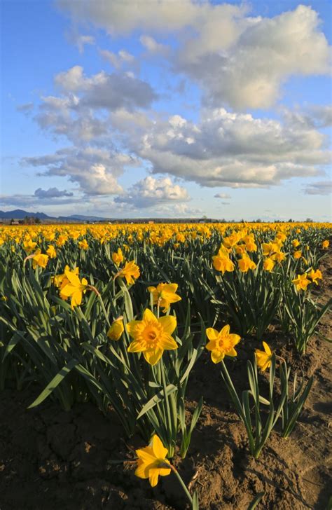 Skagit Valley Daffodils Em North Western Images Photos By Andy Porter