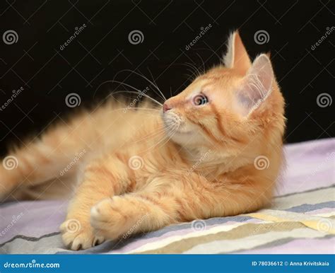 Cute Fluffy Ginger Kitten Stock Photo Image Of Furry 78036612