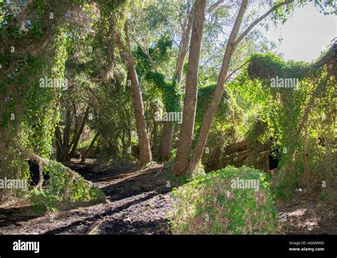 The lush green secret garden in the Careniup Wetlands with overgrown