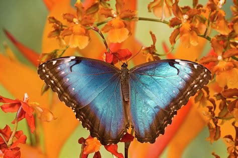 Blue Morpho Butterfly On Orchid Photograph By Darrell Gulin
