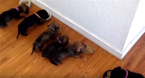 The puppies' mother will naturally start the weaning process when the dog's teeth starts to come in. Four Week Old Dachshund Puppies Have First Solid Foods