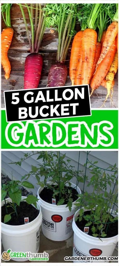 Easy And Affordable Way To Grow Veggies In 5 Gallon Buckets