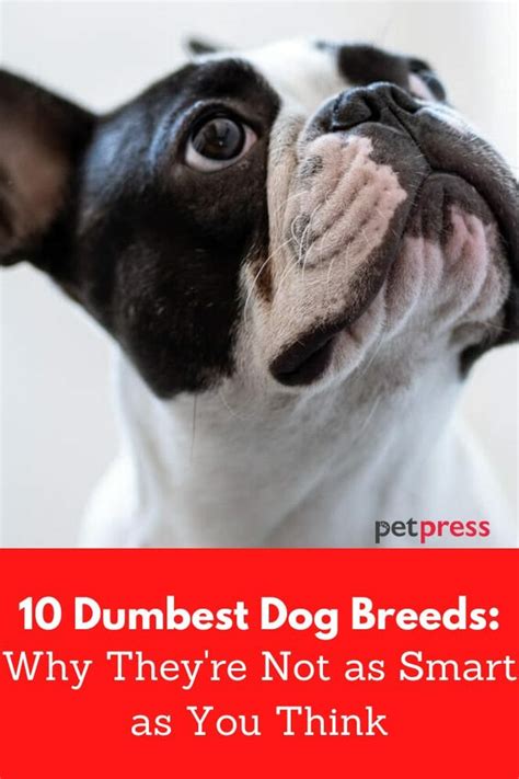 10 Dumbest Dog Breeds Why Theyre Not As Smart As You Think