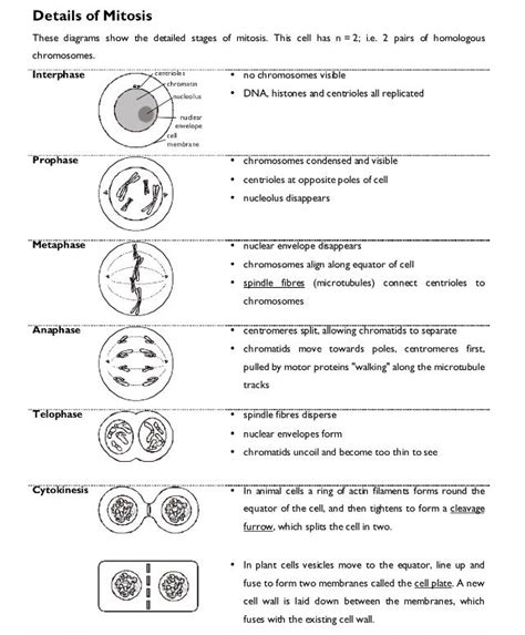 Cell Cycle Mitosis Notes And Microscope Lab Cell Cycle Science Notes