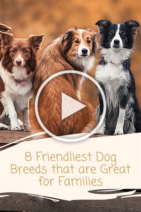 8 Friendliest Dog Breeds That Are Great For Families Friendly Dog